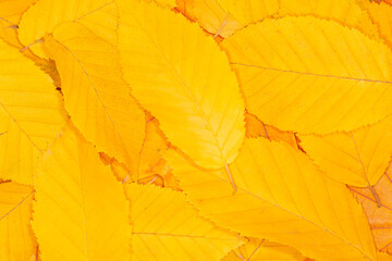 close up of heap of yellow autumnal leaves