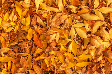 heap of dry leaves on a ground at fall
