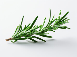 Fototapeta premium branch of rosemary on white background