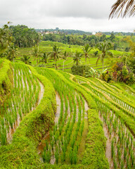 Terraced Rice Fields in Tropical Farming Landscape in Bali Indonesia