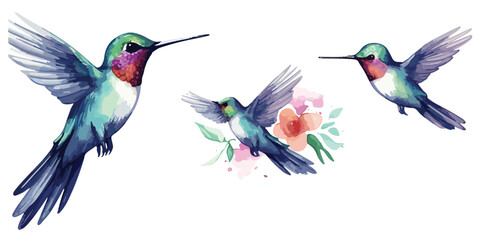 watercolor Hummingbird clipart for graphic resources © Bilal