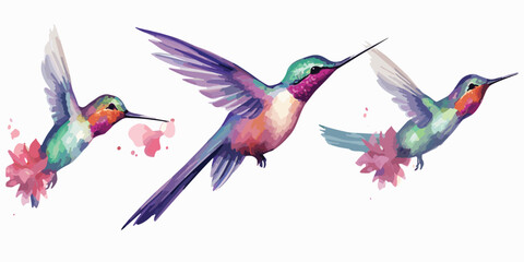 Obraz na płótnie Canvas watercolor Hummingbird clipart for graphic resources