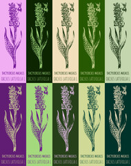 Set of drawing of DACTYLORCHIS MAJALIS in various colors. Hand drawn illustration. Latin name ORCHIS LATIFOLIA L.