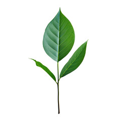 Fototapeta premium A green leaf