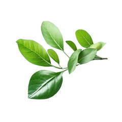 Obraz premium Closeup lemon leaves. Green leaves.