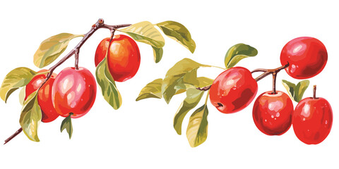 watercolor jujube fruit clipart for graphic resources