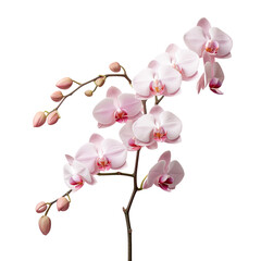 Pink Phalaenopsis Orchid Flowers