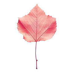 autumn red aspen leaf
