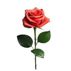 Naklejka premium red rose with green leaves, red rose with green leaves