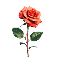 Fototapeta premium red rose with green leaves, red rose with green leaves