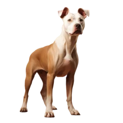  studio portrait of a rescue pit bull type dog standing looking forward against a beige background © Ilgun