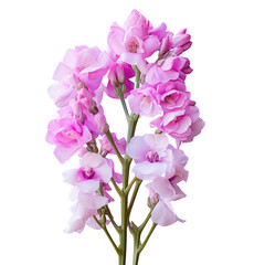 Fototapeta na wymiar Matthiola incana flower, or commonly called Stock, is large, showy richly fragrant flower spikes, which come in a fine mixture of colors including red, pink, purple, lavender, blue, and white.