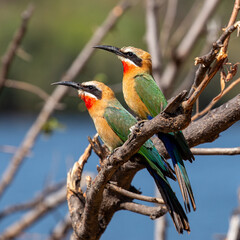 Nice Bee-Eater Couple sitting together, Zimbabwe