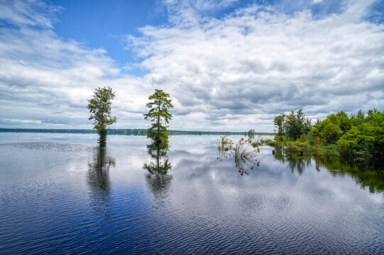 Great Dismal Swap in VA - Lake Drummond reflection