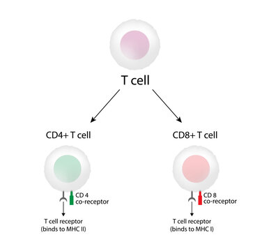 T Cell, CD4+ helper T cell and CD8+ cytotoxic T cell, CD Antigen Types, CD4 And CD8. T lymphocyte types. Vector Illustration.