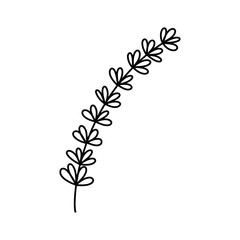 Outline lavender plant branch in hand drawn sketch style isolated on white background