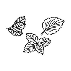 Hand drawn set illustrations of mint leaves isolated on white background