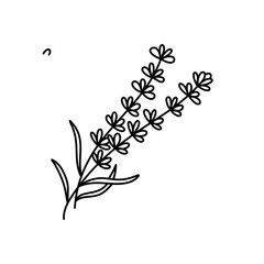 Outline lavender plant branch in hand drawn sketch style isolated on white background