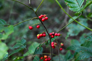 Red berries of a wild berry in the forest on a branch
