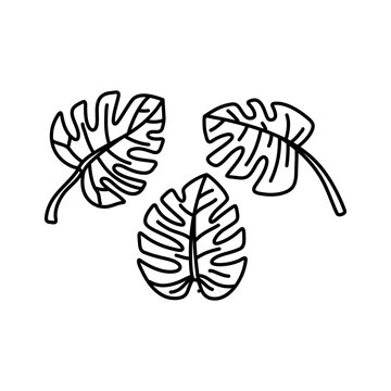 Hand draw set collection of tropical monstera leaves. Monstera Deliciosa. Black contours isolated on a white background.