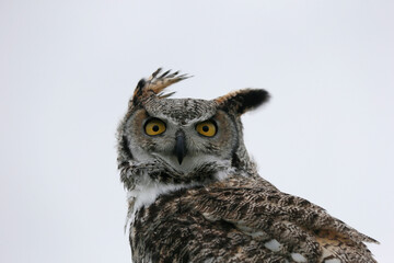 Eagle Owl (bubo bubo) is looking in the camera