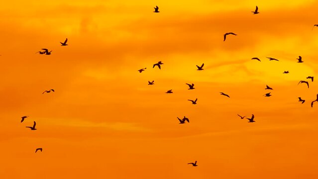 Slow motion: silhouettes of seagulls are flying in the cloudy sunset orange sky in the evening - strong contrast. Freedom, wildlife and nature concept