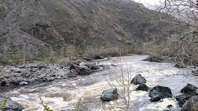 A tree and bushes on a high bank of a stormy river with a long pebble bank at the foot of high mountains on a clear spring morning. Chulyshman river, Altai, Sibir, Russia.