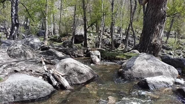 A look through the bare bushes at the turbulent stream of a swift mountain river with large stones in the channel flowing along the bottom of a deep canyon. Chulyshman river, Altai, Siberia, Russia.