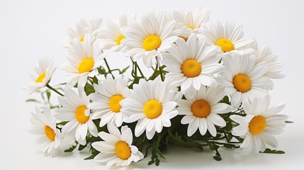 Pretty white daisies