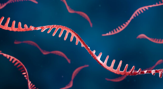 RNA illustration