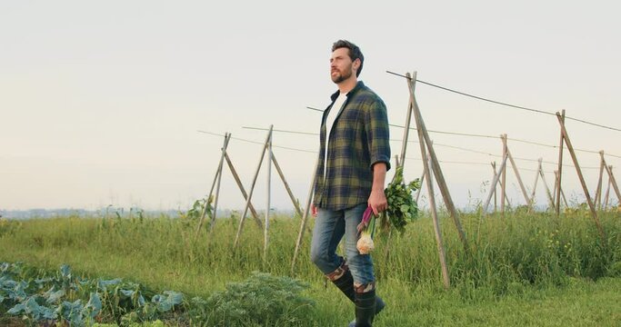 Farmer walking on field holding beetroots on a farm. Man walking on field and holds naturally grown healthy food from basket and happily inspects them. Natural healthy food. Agricultural food industry