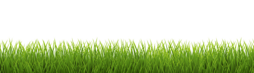 Fototapeta premium green grass background