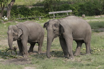 Two Indian Elephant in Thai Safari Environment
