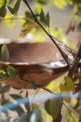 Wood bowl on a branch