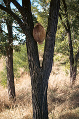 Fototapeta premium Wod bowl on a tree 