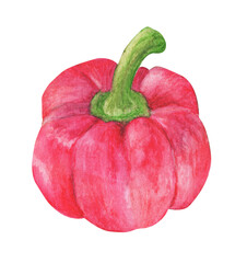 Watercolor painting of Fresh vegetables sweet pepper.