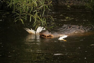 Brutal! American Alligator Eating a Great Egret Chick Pinckney Island NWR South Carolina 