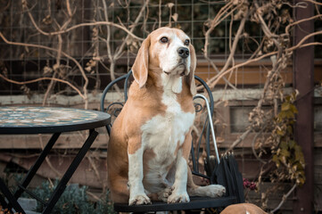 beagle dog sitting on a garden chair next to a round table on the veranda in autumn