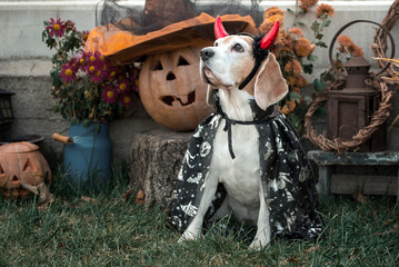 beagle dog in a carnival costume sits against the background of Halloween pumpkins and autumn decor