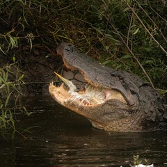 Brutal! American Alligator Eating a Great Egret Chick Pinckney Island NWR South Carolina 