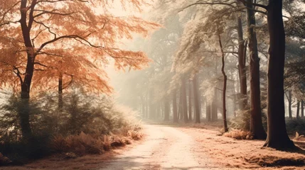 Papier Peint photo Bouleau A sun-dappled autumn morning on a winding dirt road, lined with deciduous trees shrouded in mist, evokes a sense of wildness and peacefulness amidst the enchanting forest