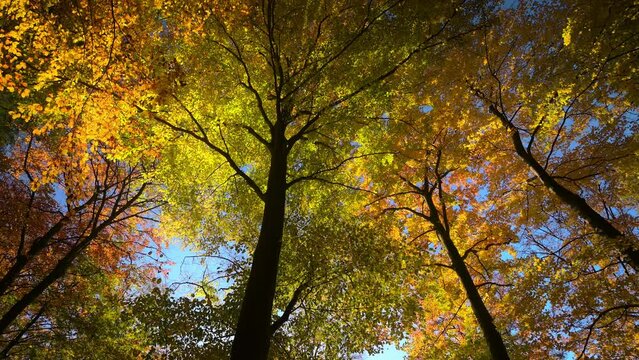 Tree canopy in magnificent autumn colors. Magical atmosphere in the shade of tall trees lit by beautiful evening sunlight
