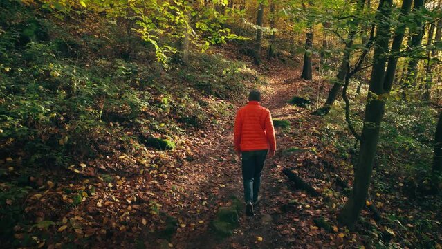 Hiker in idyllic forest scenery, with the camera moving down the branches and following him on the trail towards the sunlight
