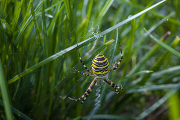 Close-up shot of Argiope bruennichi commonly known as wasp spider