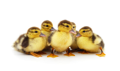 Many yellow ducklings.