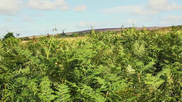 Wind blown bracken (Pteridium Aquilinum) on Goathland Moor, part of the the North Yorkshire moors, England.