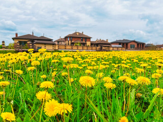 A field of dandelions on the background of a suburban cottage village. The concept of construction, sale of finished houses, development