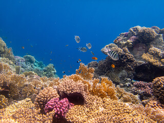 Beautiful inhabitants of the underwater world in the coral reef of the Red Sea