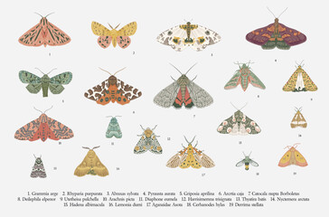 Butterflies and moths. Set of elements for design. Vector vintage classic illustration. Colorful