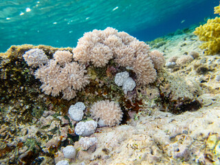 Beautiful inhabitants of the underwater world in the coral reef of the Red Sea